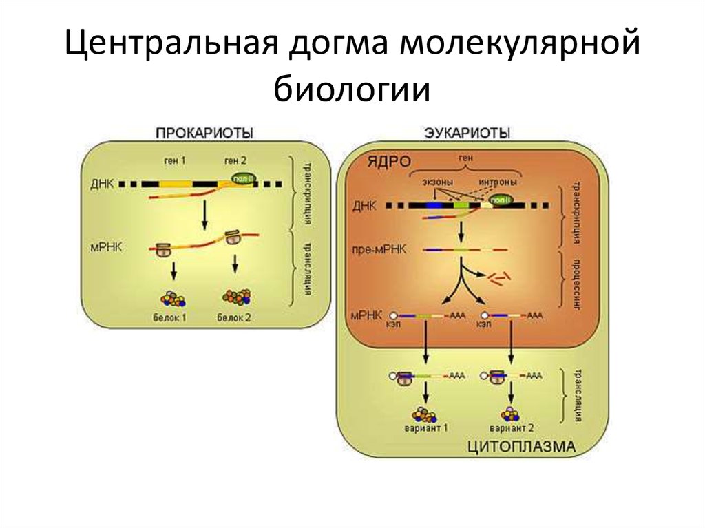 Центральная догма молекулярной биологии