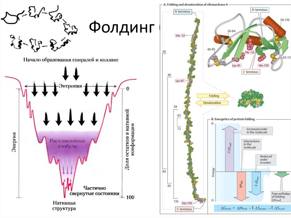 Фолдинг белка. Фолдинг процесс это физиология. Фолдинг белков биохимия. Механизмы регуляции фолдинга.. Фолдинг белков стадии.