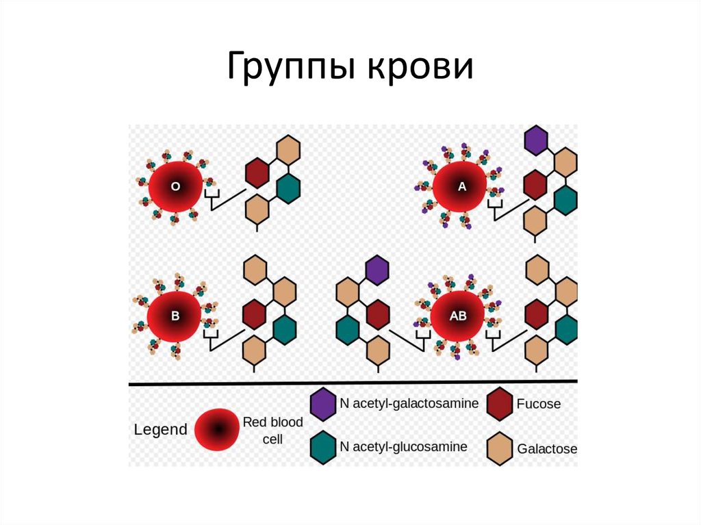 Антигены первой группы. Антигены системы ав0. Биохимическая структура антигенов групп крови. Группы крови рисунок. Группы крови человека схема.