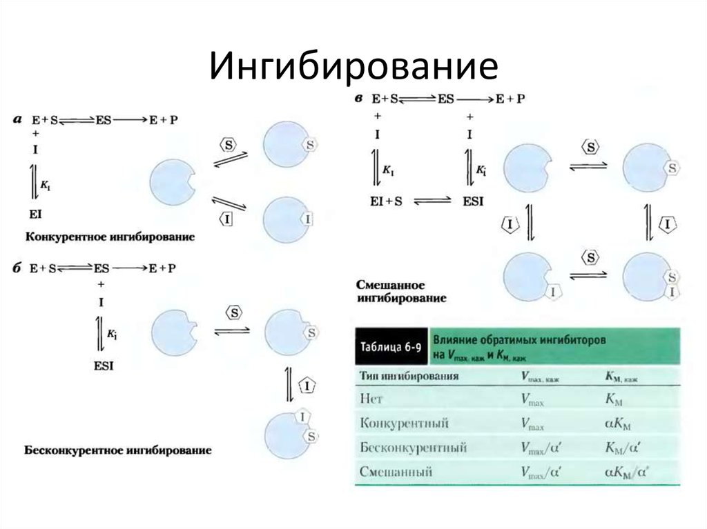 Конкурентное ингибирование ферментов. Типы ингибирования ферментов схема. Конкурентное ингибирование ферментов схема. Бесконкурентное ингибирование ферментов схема. Механизм действия бесконкурентном ингибировании.