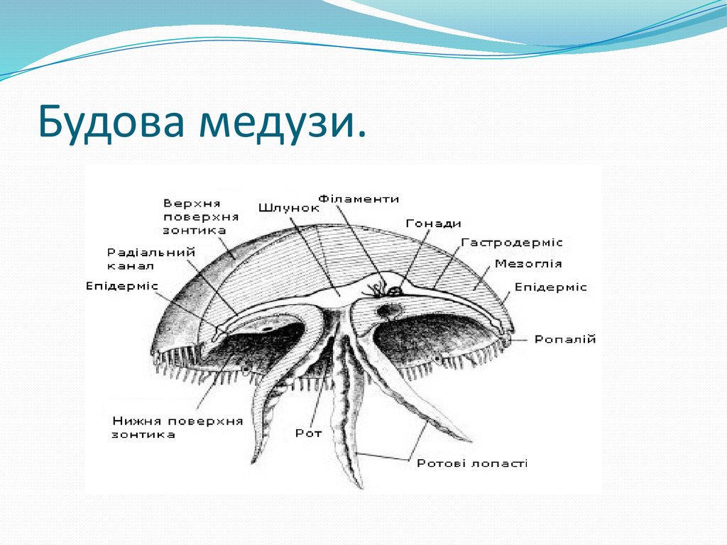 Медуза звуковая схема