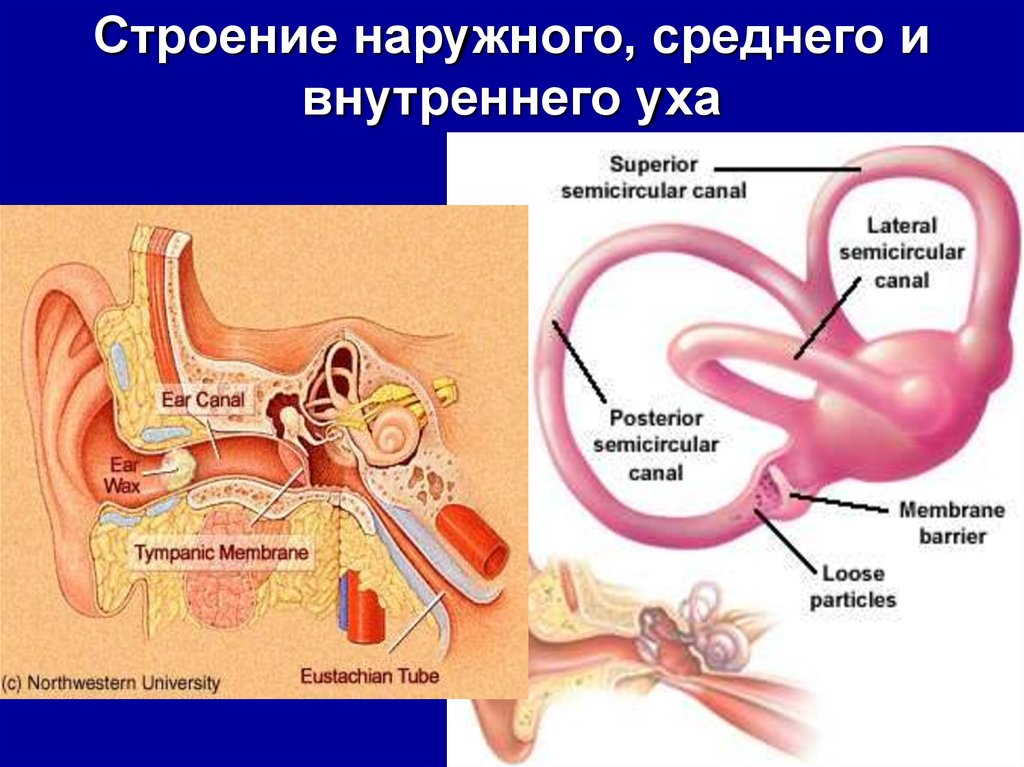 Средний канал внутреннего уха. Наружное среднее и внутреннее ухо. Наружные средние и внутреннее ухо. Строение наружного и внутреннего уха. Строение уха среднее и внутреннее.