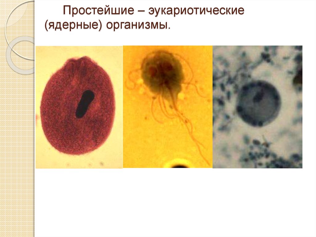 Ядерные организмы. Эукариотический паразит. Двухяденые организмыы. Гельминты эукариотические.