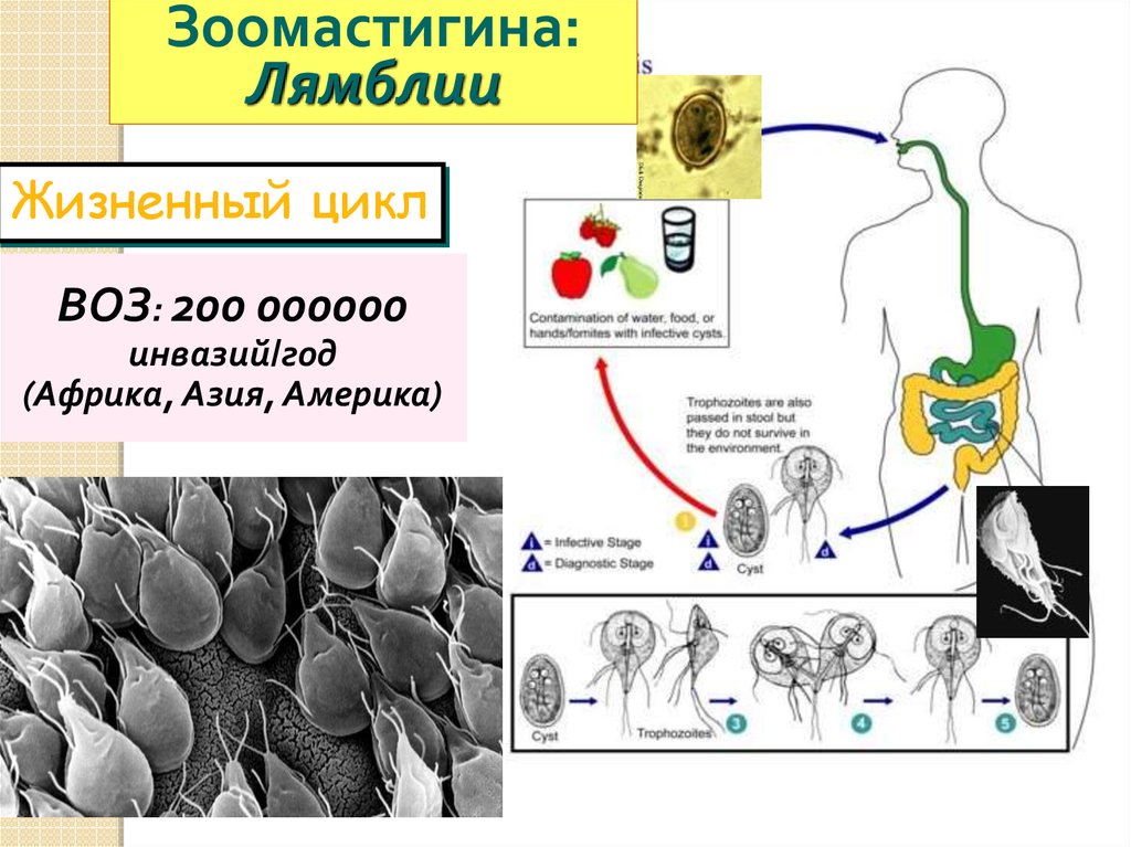 Рассмотрите рисунок на котором представлен цикл развития лямблии и ответьте на вопросы