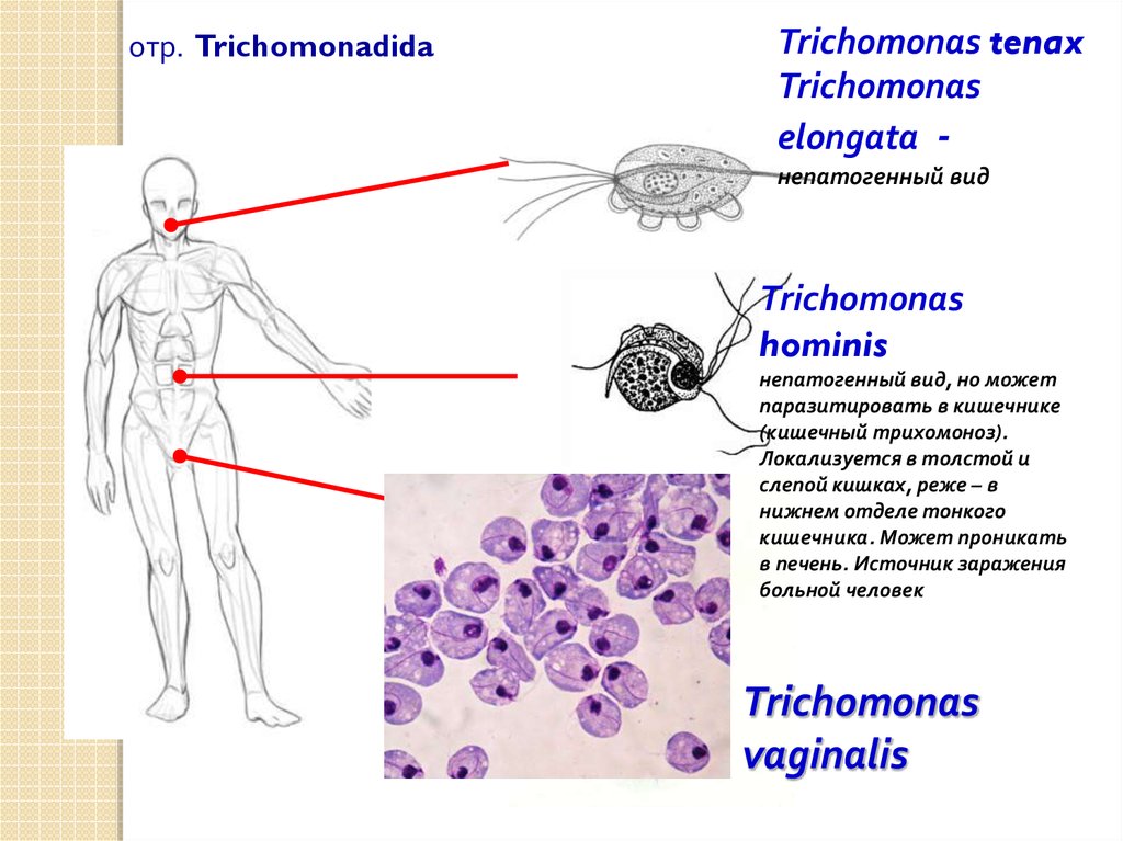 Схема жизненного цикла трихомонады мочеполовой
