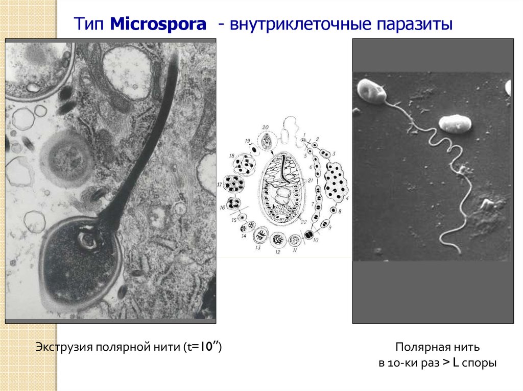 Внутриклеточные паразиты. Внутриклеточные нити функции. Внутриклеточные паразитические простейшие.. Микроорганизмы являющиеся строгими внутриклеточными паразитами.