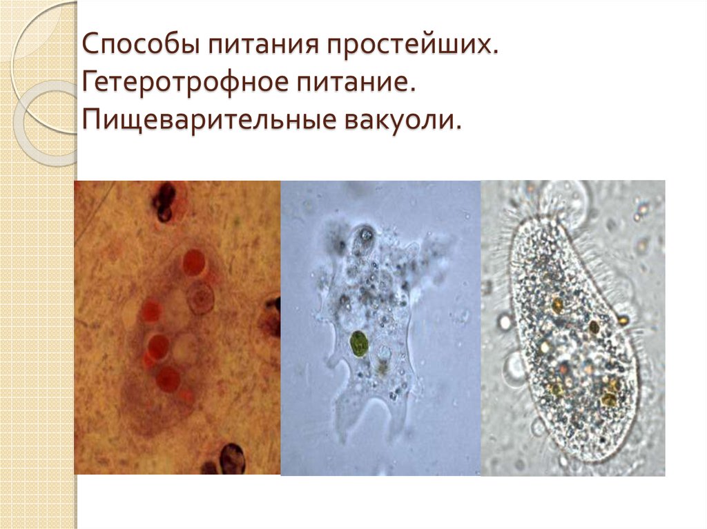 Питание простейших. Способы питания простейших. Протисты Тип питания. Простейшие питаются. Пища простейших.