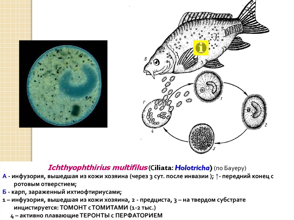 Рассмотрите рисунок с изображением паразитического простейшего