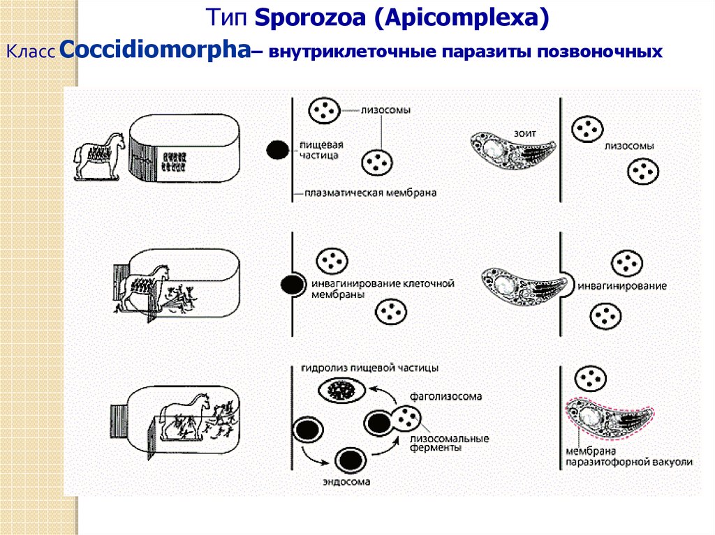 Внутриклеточные паразиты. Жизненный цикл Apicomplexa. Внутриклеточные паразиты примеры. Тип Apicomplexa класс Sporozoa переносчики. Приспособления внутриклеточных паразитов.