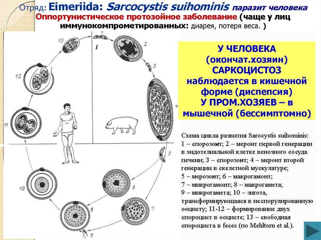 Простейшие этапы развития. Цикл развития саркоцисты. Sarcocystis suihominis. Схема жизненного цикла Sarcocystis suihominis. Саркоцисты это в паразитологии.