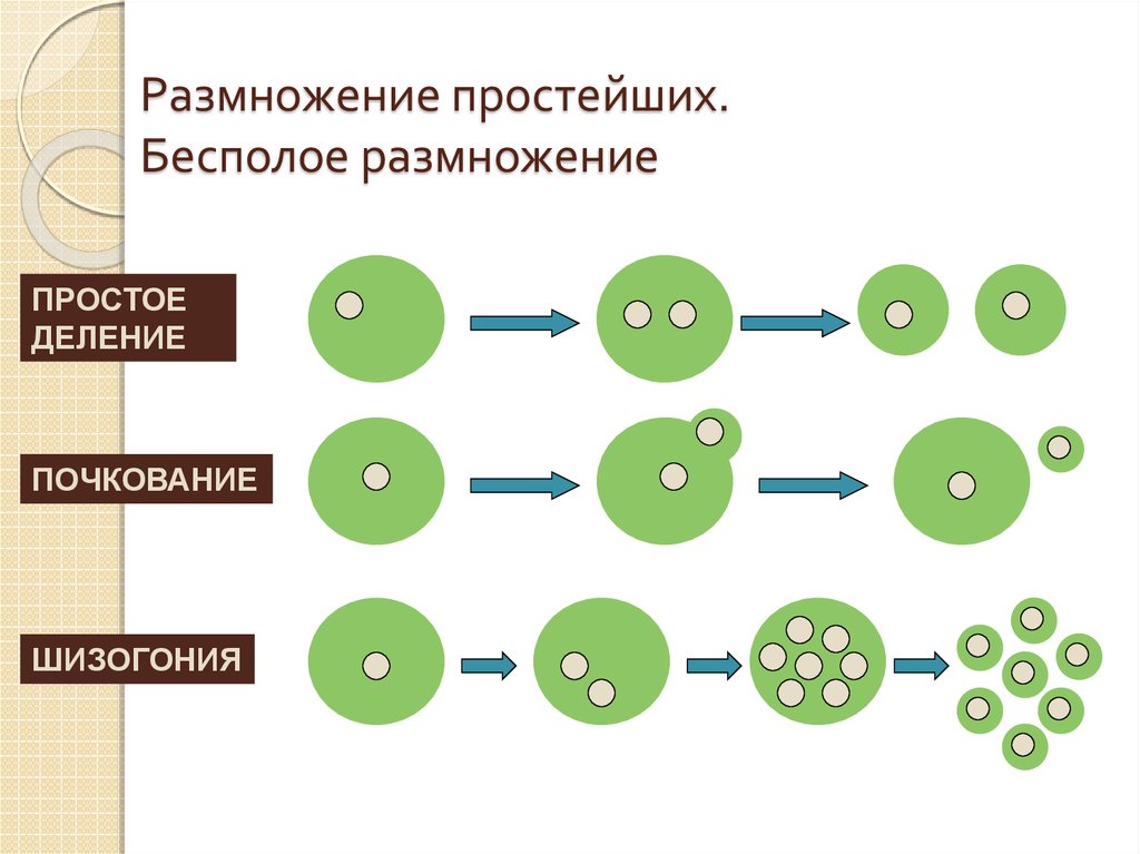 Как размножаются. Схема бесполого размножения. Размножение простейших схема. Схема бесполого размножения деление. Бесполое размножение простейших.