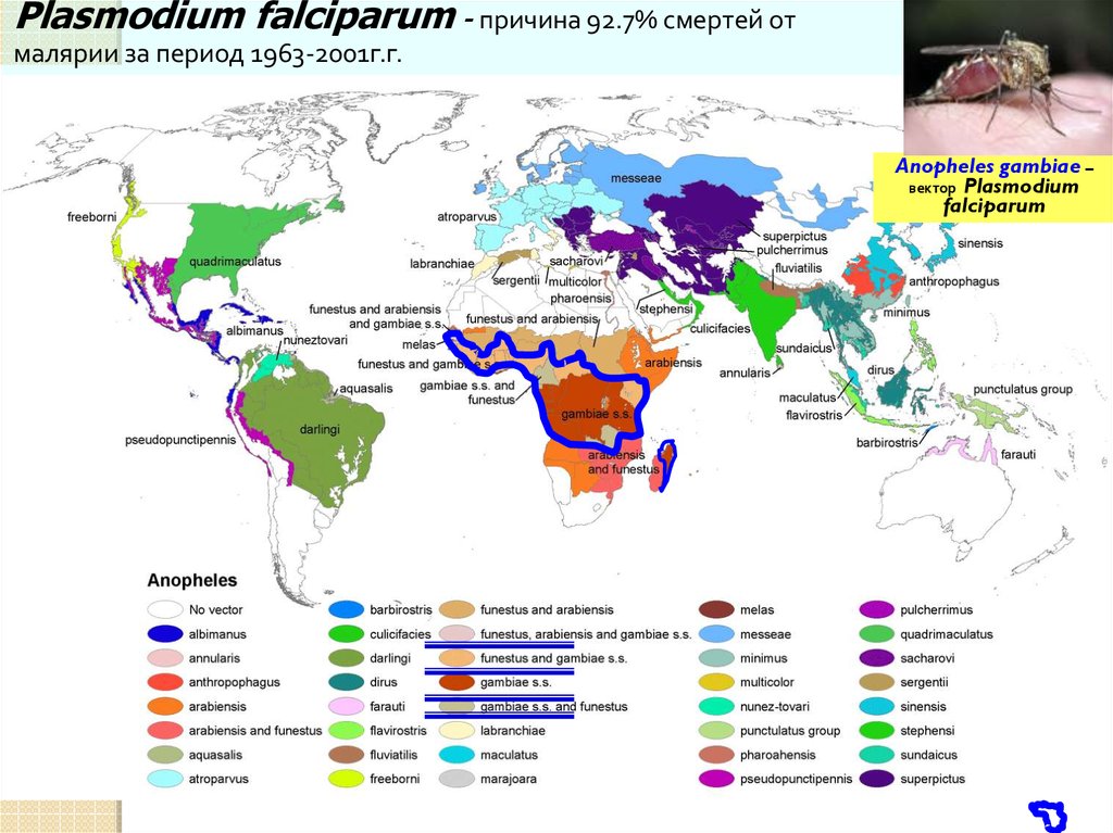 Распространение малярии. Plasmodium malariae распространение. Plasmodium falciparum распространение. Распространенность малярии. Карта распространения малярии.