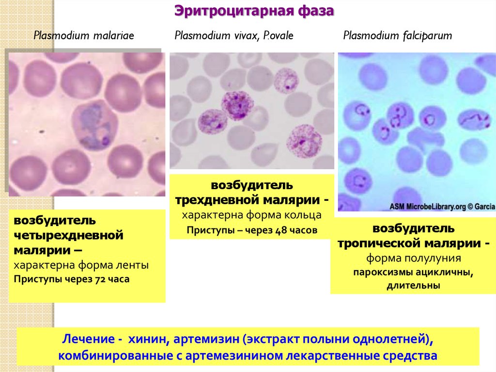 Возбудитель болезни малярии