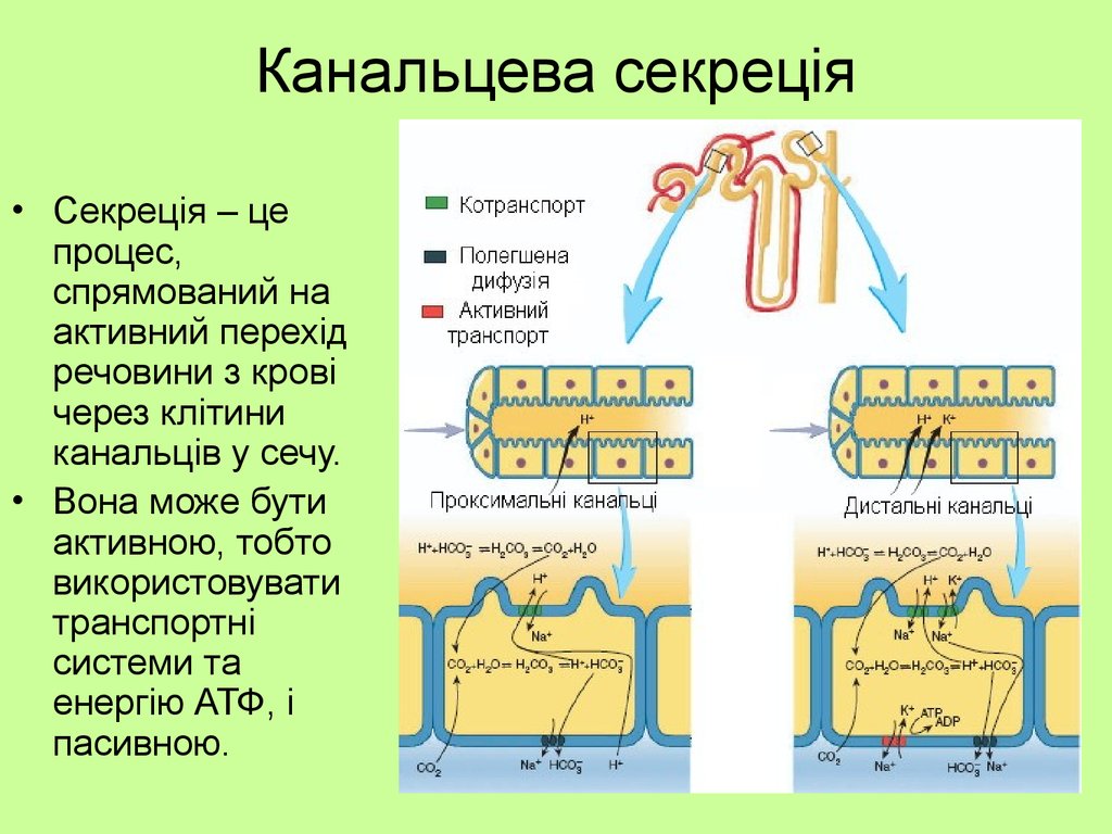 Процесс секреции заключается в. Канальцевая секреция, ее механизм.. Канальцевая секреция физиология механизм. Процесс секреции в почках. Процессы канальцевой секреции физиология.