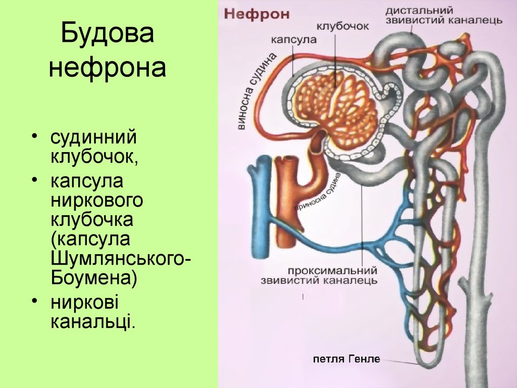 Обозначь нужные термины и подпиши рисунок нефрона