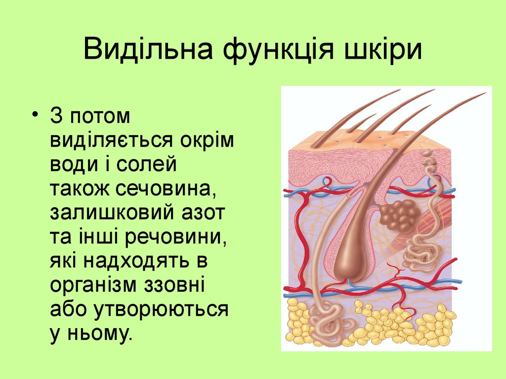 Активность сальных желез. Функции кожиэкспреторная. Экскреторная функция кожи. Выделительная функция кожи. Кожа выделительная система.