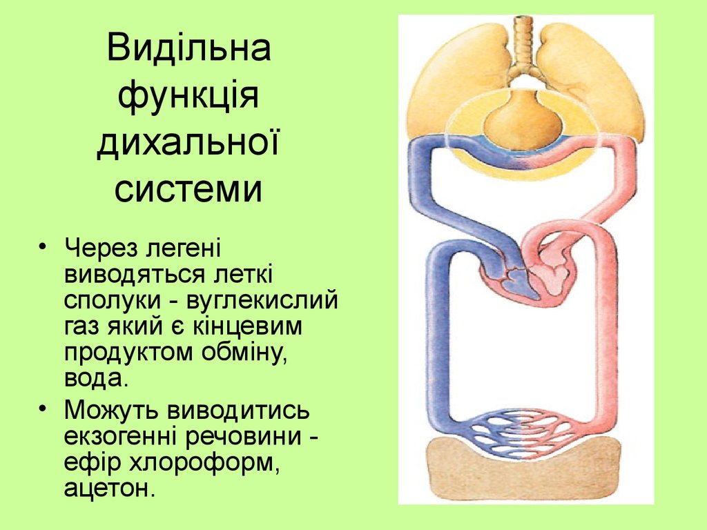 Основной выделительный орган человека. Выделительная функция дыхательной системы. Дыхательная система функции системы. Функционирования выделительной системы органов.. Легкие выделительная функция.
