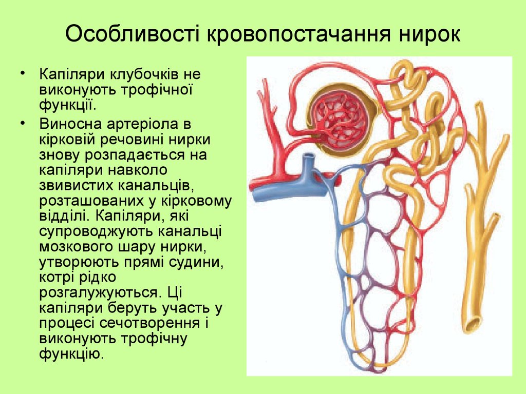 Какие капилляры в почках. Особенности кровеносной системы почек. Система кровоснабжения почки. Особенности строения кровеносной системы почки. Особенности кровеносной системы мочек.