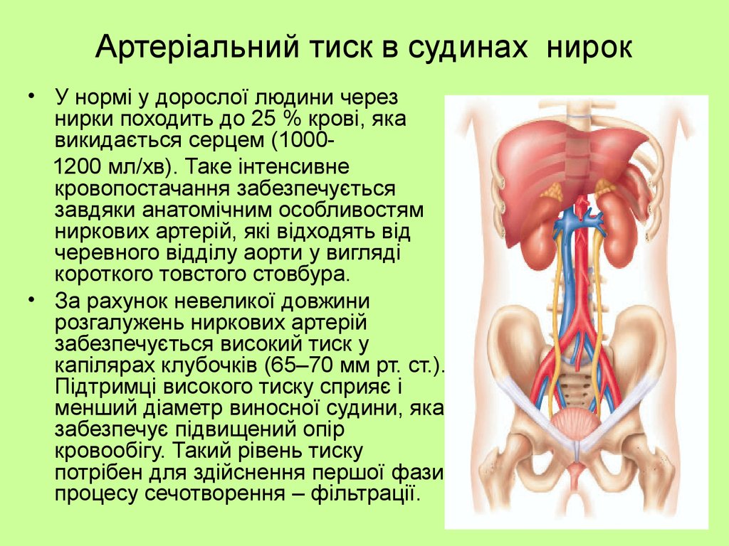 Артеріальний тиск в судинах нирок