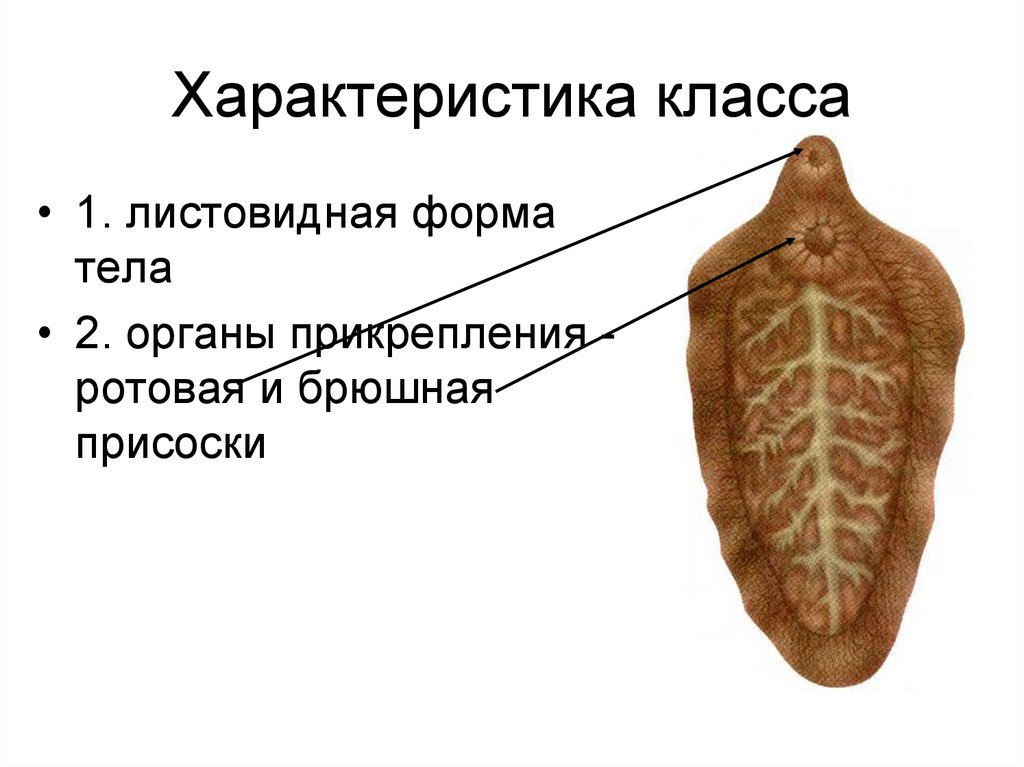 Плоские черви органы прикрепления