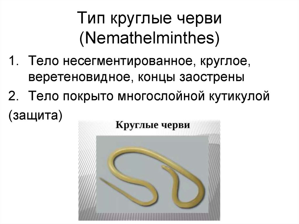 Круглые черви примеры названия. Типы круглых червей. Представители круглых червей. Медицинская гельминтология Тип круглые черви.