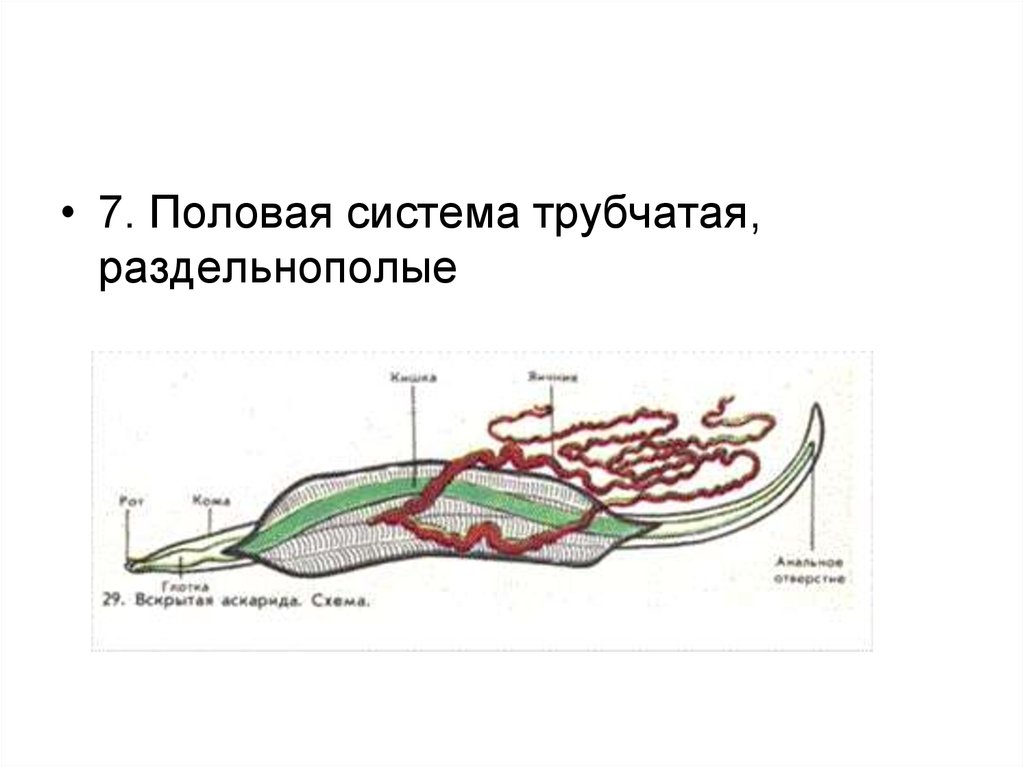 Трубчатая половая система. Плоские черви гермафродиты. Аскарида раздельнополая или нет. Круглые черви гермафродиты или раздельнополые.