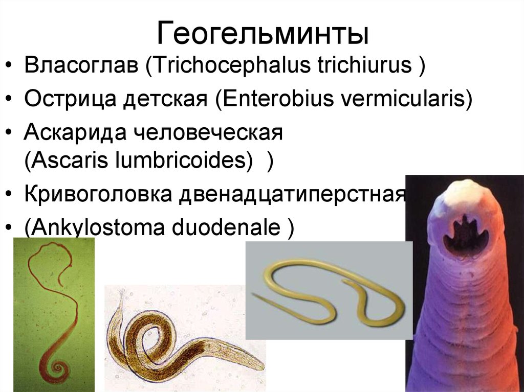 Обоеполые черви. Власоглав геогельминт. Геогельминты аскарида власоглав Острица.