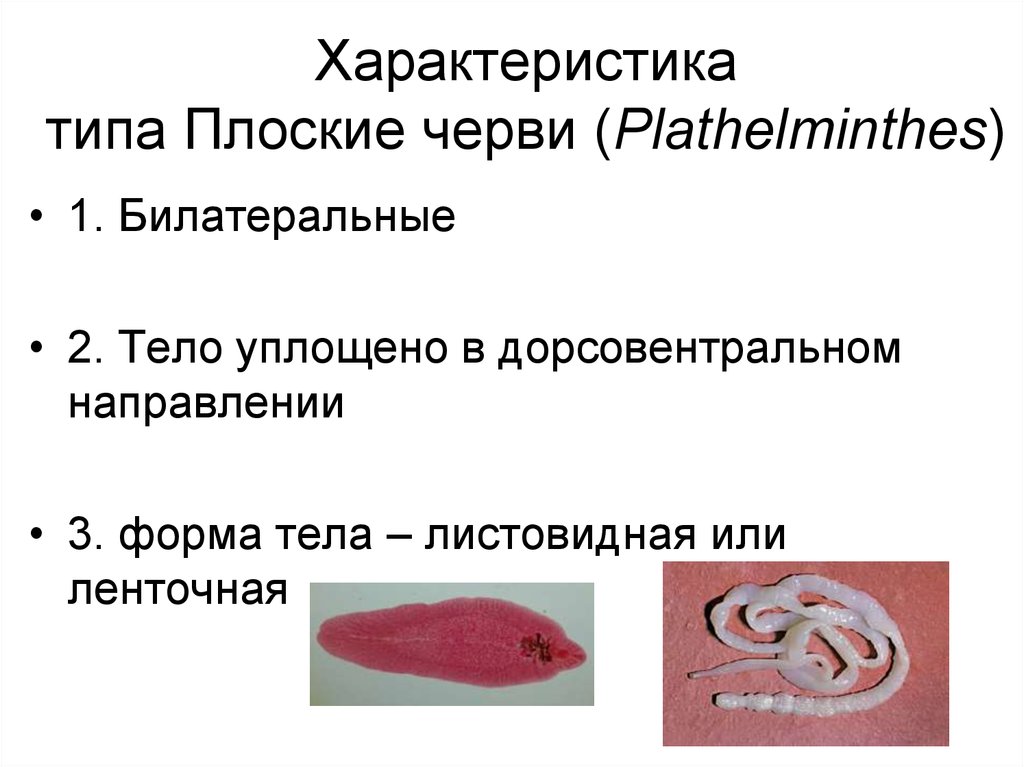 Плоские черви простейшие. Медицинская гельминтология ленточные черви. Особенности классов типа плоские черви. Общая характеристика червей Тип плоские.