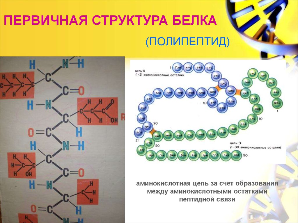 Что делают структурные белки. Первичная структура белка  аминокислотные остатки. Первичная структура белка. Строение полипептидов и белков. Первичная структура белка связи.
