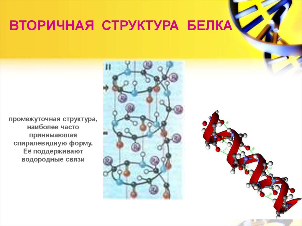 Каталитическая функция белка. Водородные связи во вторичной структуре белка. Вторичная структура белка поддерживается связями. Функции вторичной структуры белка. Промежуточная структура белка.