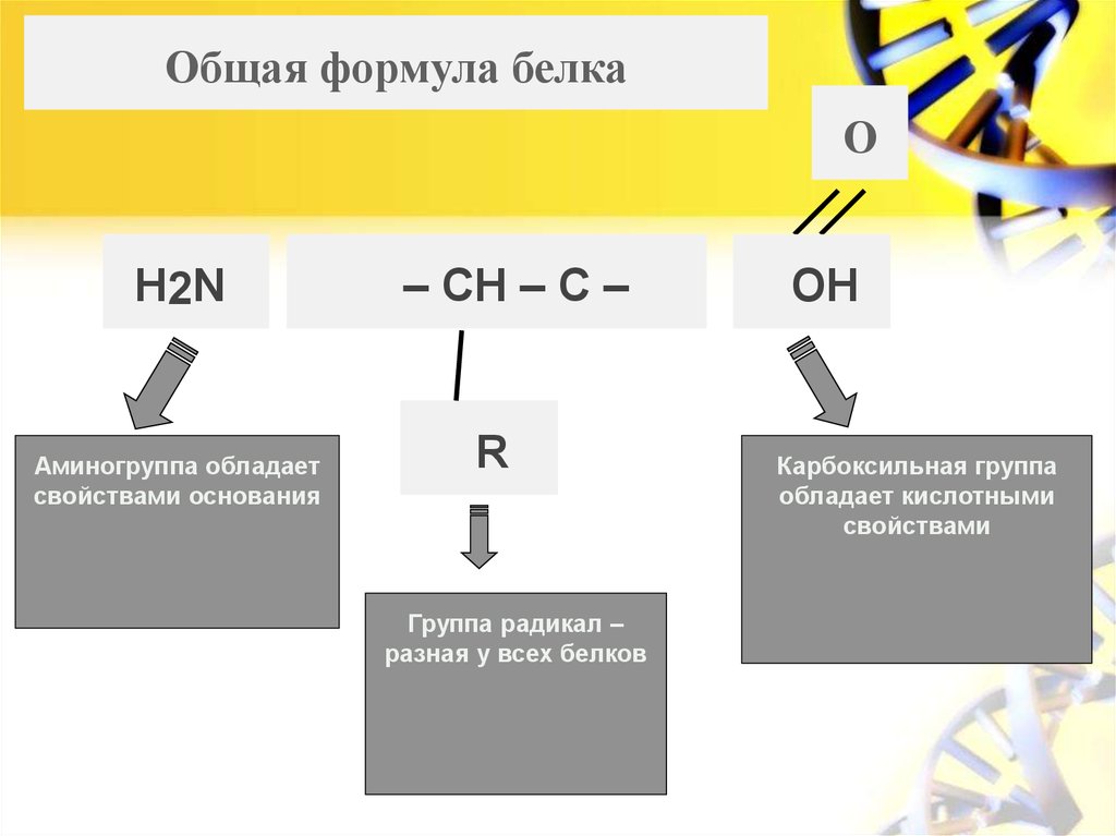 Белок формула