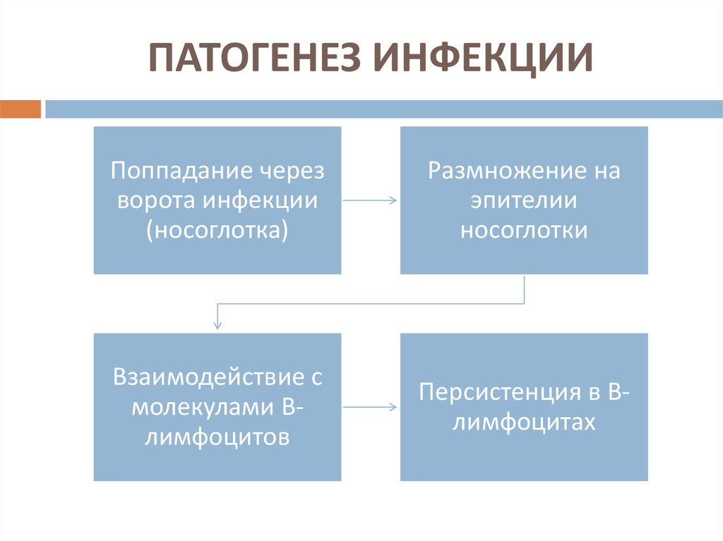 Патогенез инфекции