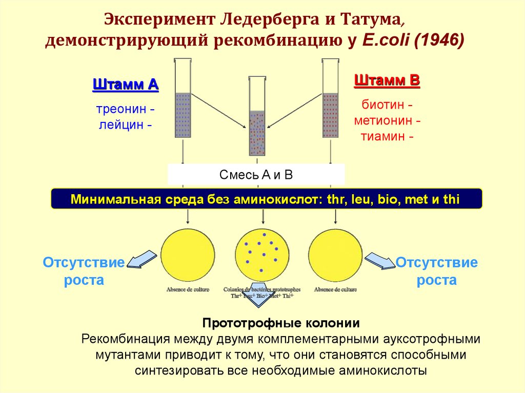 Генетика микроорганизмов микробиология презентация