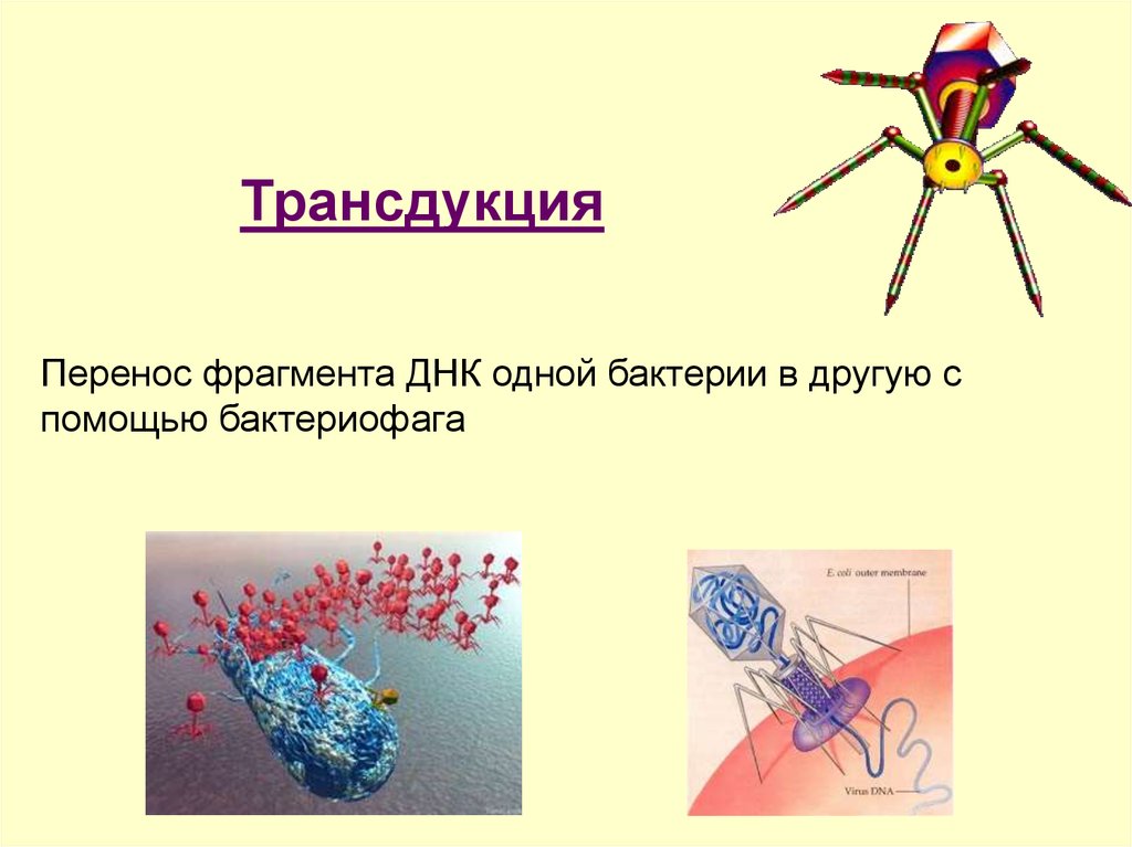 Генетика микроорганизмов презентация