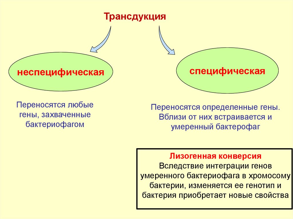 Генетика микроорганизмов презентация