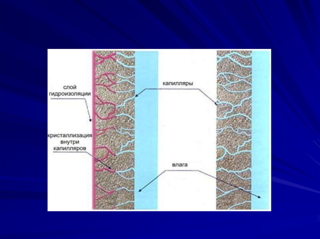 Слои капилляров. Слои стенки капилляра. Капилляр в разрезе. Строение капилляров слои. Сколько слоев в капиллярах.