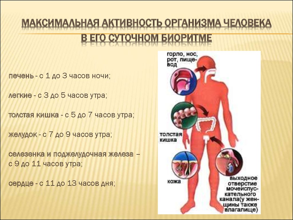 Биологические ритмы и здоровье презентация