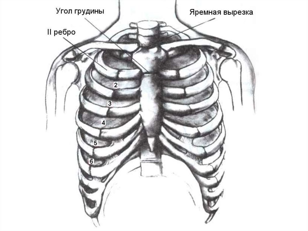 Грудина sternum