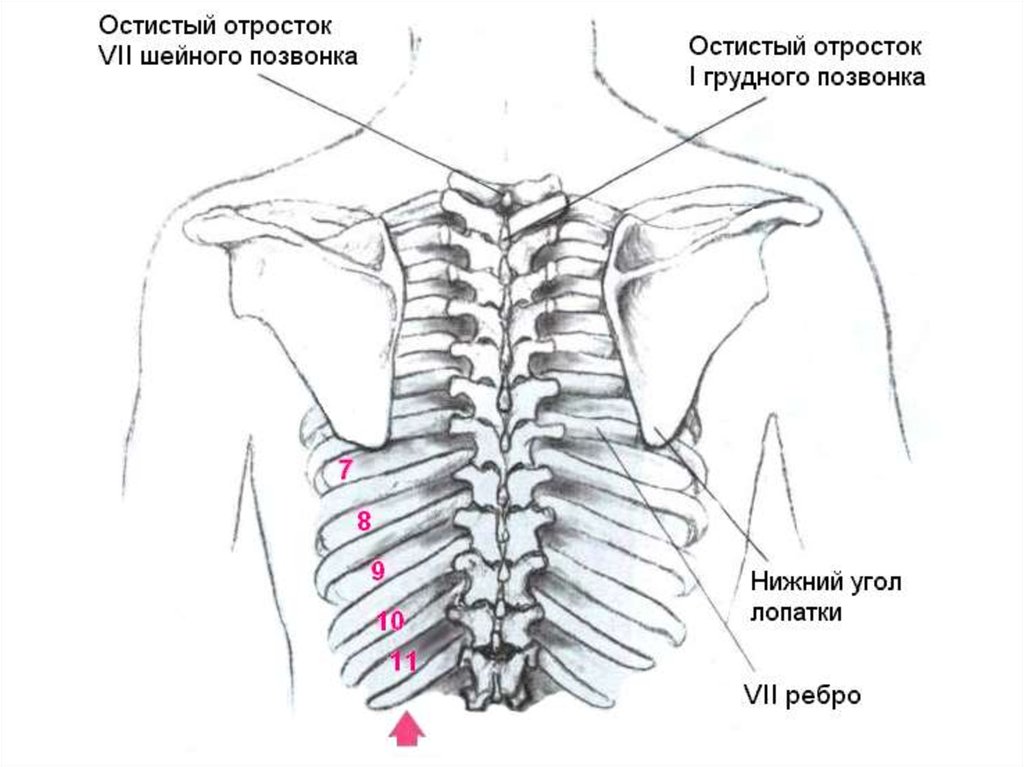 Остистый позвонок. Остистые отростки в грудном отделе. Остистистые отростки позвоночника. Остистые отростки позвонков. Костистые отростки на позвоночнике что такое.
