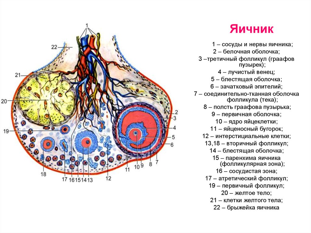 Яичник анатомия