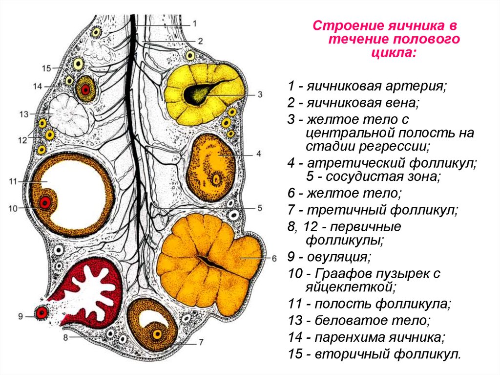 Отделы яичника. Паренхима яичника. Микроскопическое строение яичника. Слои яичника. Наружное строение яичника.