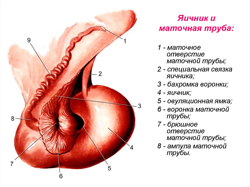 Маточные трубы рисунок анатомия