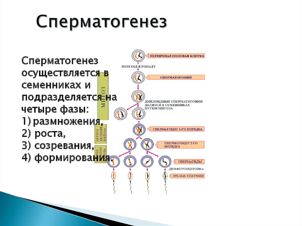 4 этапа сперматогенеза. Последовательность сперматогенеза схема. Правильная последовательность периодов сперматогенеза. Фаза формирования сперматогенеза. Период формирования сперматогенез.