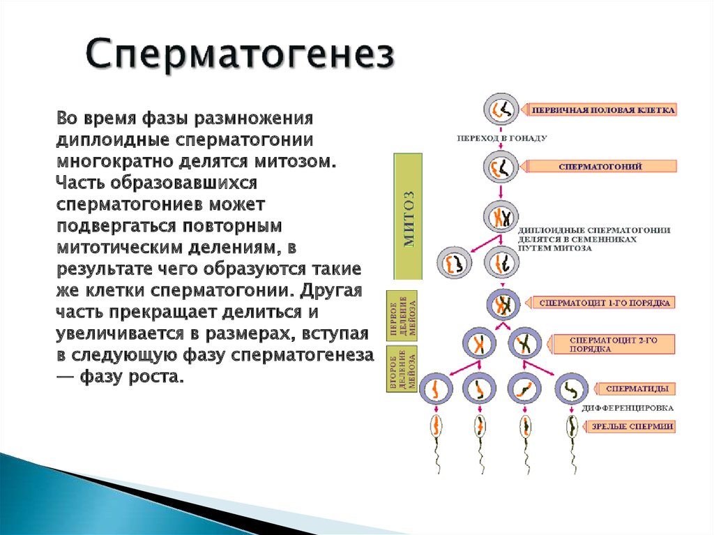 4 этапа сперматогенеза. Усиленная фаза роста сперматогенез. Фаза размножения гаметогенез. Образование половых клеток гаметогенез таблица. Гаметогенез сперматогенез.