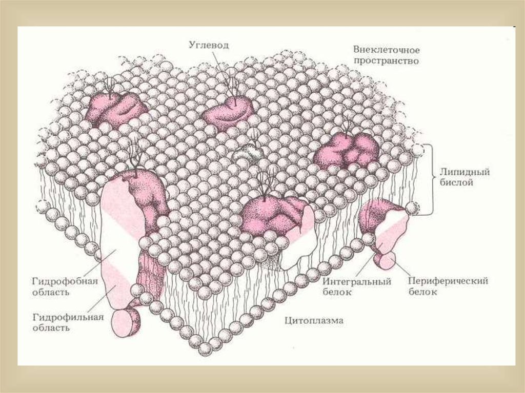 Имеет клеточную стенку из муреина. Внеклеточная среда клетки. Муреин схема. Схему фрагмента участка кожи. Трансмембранные белки.