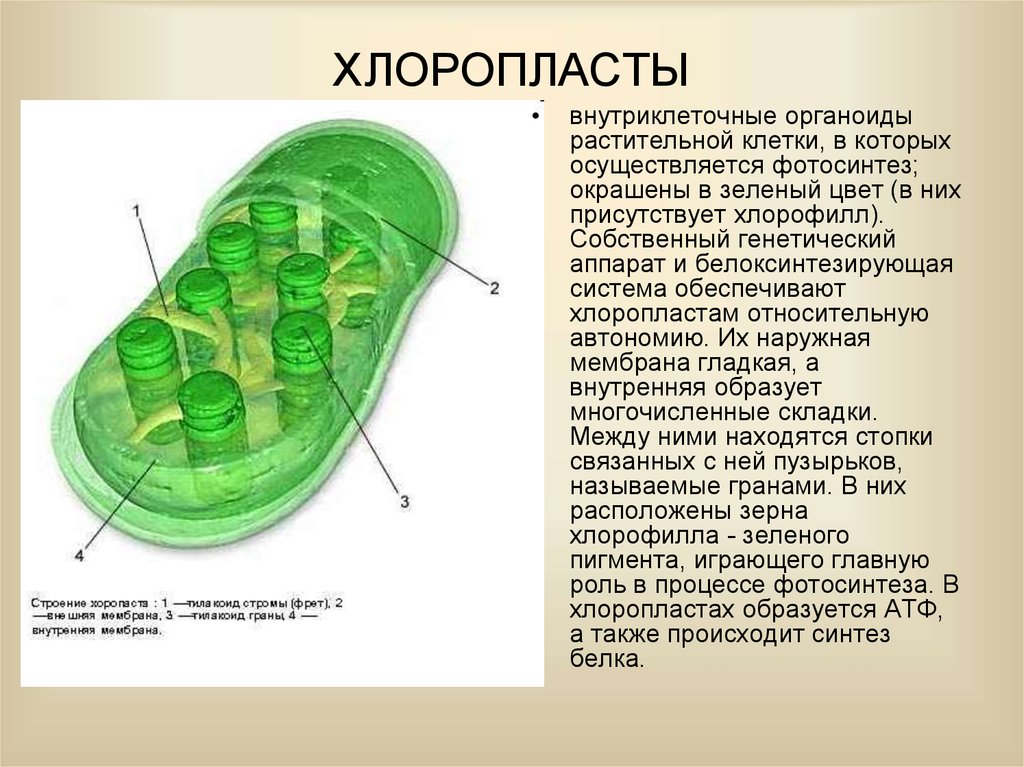 Какой органоид в клетках растений