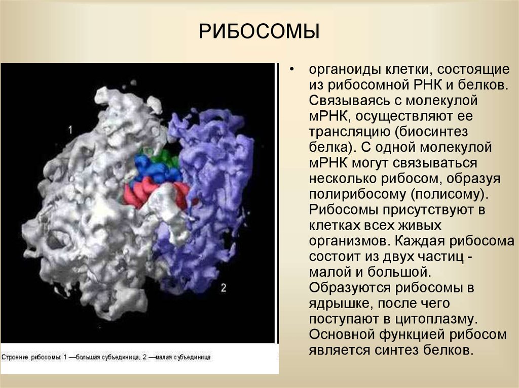 Синтез белков органелла. Рибосомы. Рибосомы состоят из белков. Структура рибосомы.