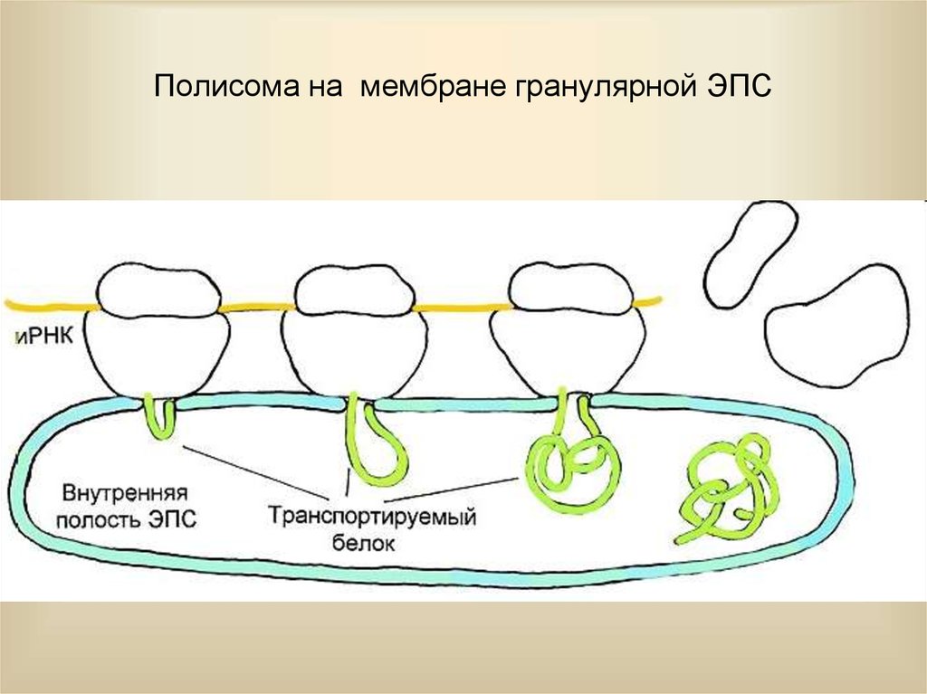 Синтез белка на мембранах эпс