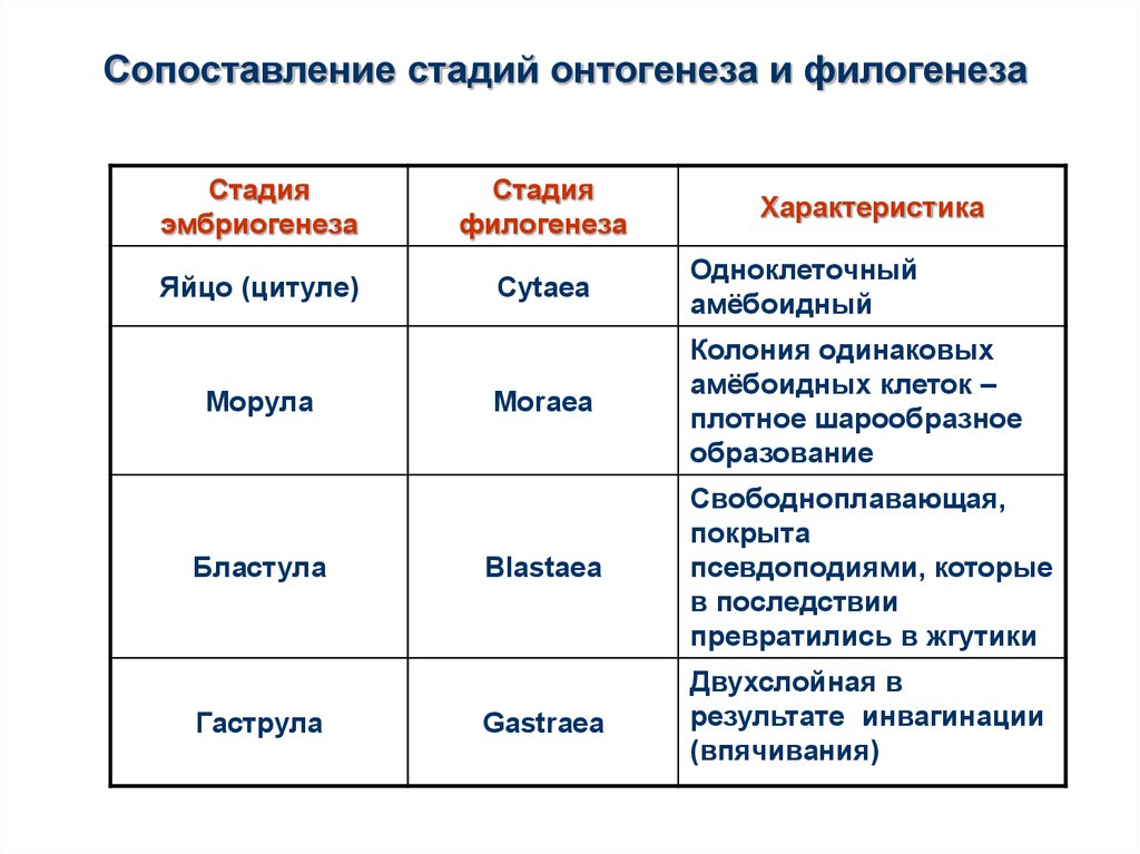 Онтогенез 3 периода. Этапы онтогенеза таблица. Характеристика стадий онтогенеза. Таблица этапы и особенности онтогенеза. Основные этапы онтогенеза человека таблица.