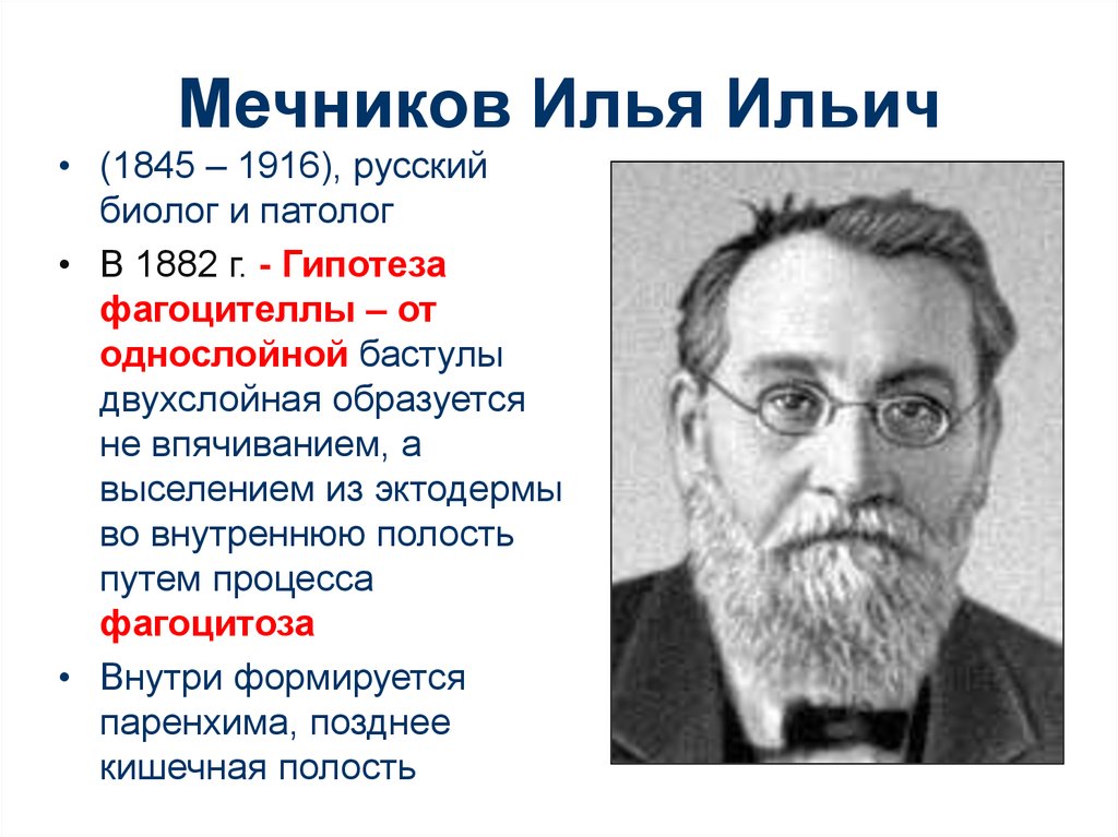 Явление фагоцитоза открыл русский ученый. Мечников и.и. (1845-1916). Русский учёный биолог Мечников.